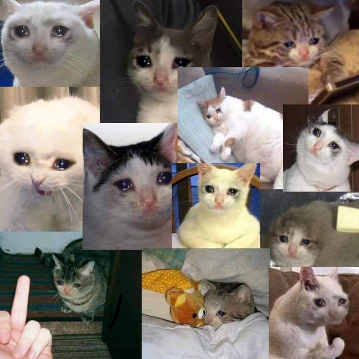 High Quality Cryiing cat Blank Meme Template