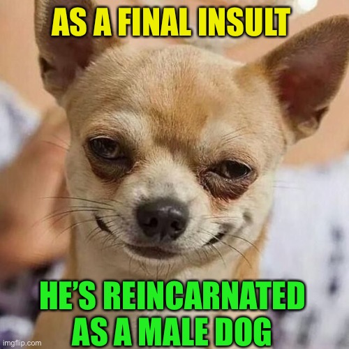 Smirking Dog | AS A FINAL INSULT HE’S REINCARNATED AS A MALE DOG | image tagged in smirking dog | made w/ Imgflip meme maker