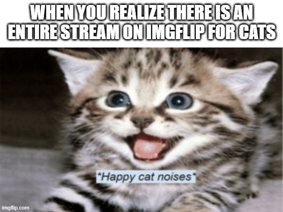 It took me a while to find the cat stream | WHEN YOU REALIZE THERE IS AN ENTIRE STREAM ON IMGFLIP FOR CATS | image tagged in cats,cute cat | made w/ Imgflip meme maker