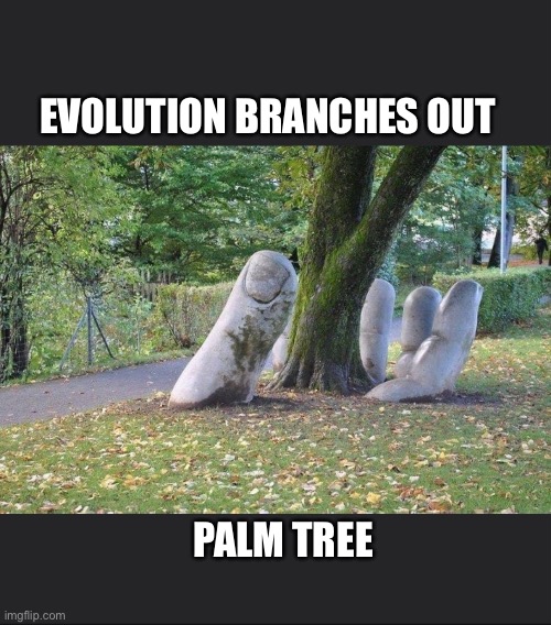 Tree in the Palm | EVOLUTION BRANCHES OUT; PALM TREE | image tagged in tree | made w/ Imgflip meme maker