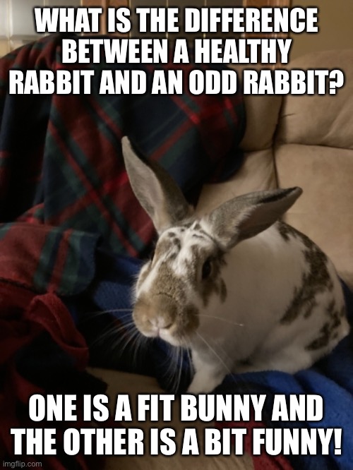 Funny Bunny |  WHAT IS THE DIFFERENCE BETWEEN A HEALTHY RABBIT AND AN ODD RABBIT? ONE IS A FIT BUNNY AND THE OTHER IS A BIT FUNNY! | image tagged in bunny | made w/ Imgflip meme maker