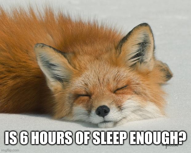Say yes | IS 6 HOURS OF SLEEP ENOUGH? | image tagged in sleeping fox | made w/ Imgflip meme maker