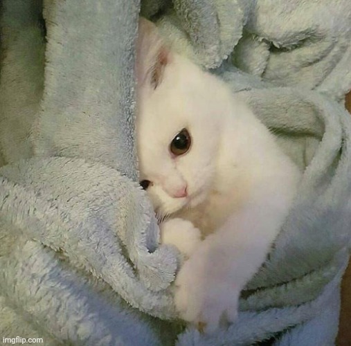And Yes That's My Cat, Popcorn | image tagged in sad blanket kitty | made w/ Imgflip meme maker