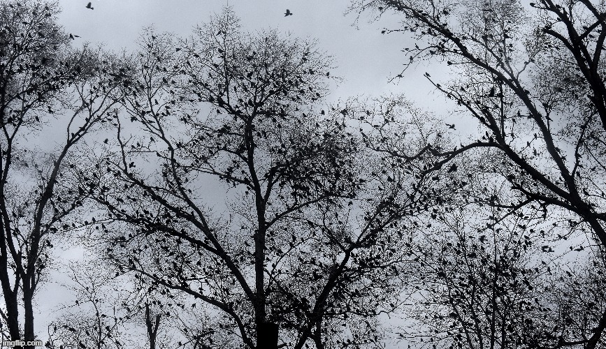 seems we have a few birds in our yard! | made w/ Imgflip meme maker