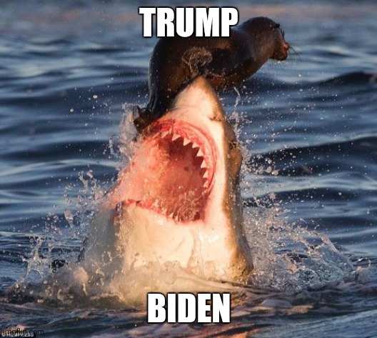 Travelonshark | TRUMP; BIDEN | image tagged in memes,travelonshark | made w/ Imgflip meme maker