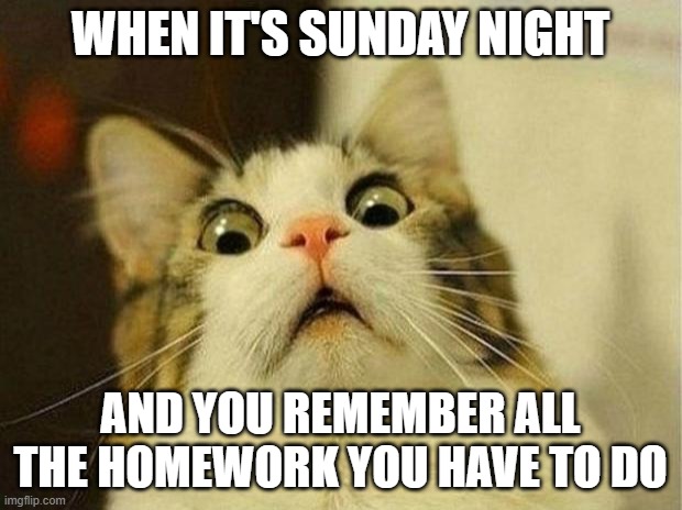 Not me of course | WHEN IT'S SUNDAY NIGHT; AND YOU REMEMBER ALL THE HOMEWORK YOU HAVE TO DO | image tagged in memes,scared cat,homework,sunday night,school | made w/ Imgflip meme maker