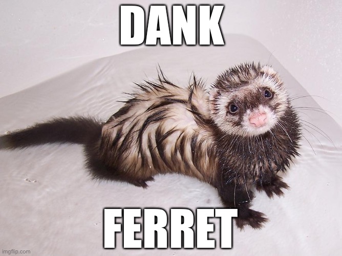 Dank Ferret | DANK; FERRET | image tagged in star wars,the mandalorian,mandalorian | made w/ Imgflip meme maker