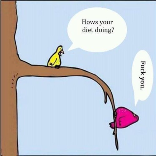How's your diet going? | image tagged in diet,dieting,diets,diet coke,fuck you,go fuck yourself | made w/ Imgflip meme maker