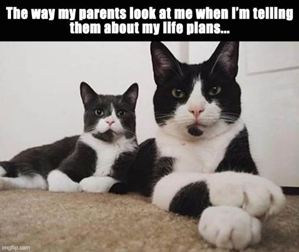 My parents be like | image tagged in cats,meme | made w/ Imgflip meme maker