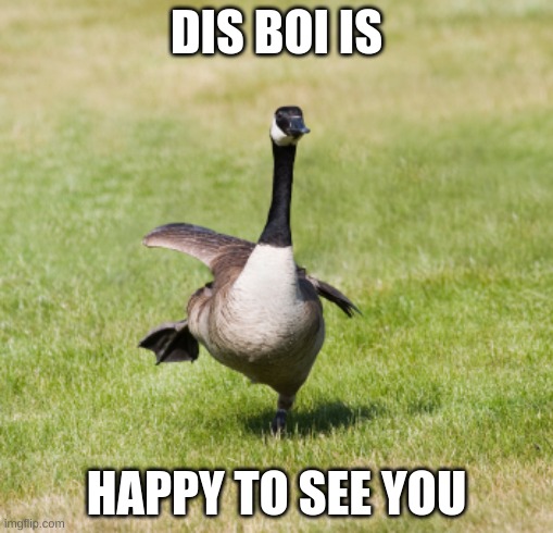 canada goose | DIS BOI IS; HAPPY TO SEE YOU | image tagged in canada goose | made w/ Imgflip meme maker