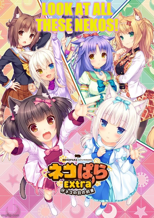 Morrrrrrre neko girls | LOOK AT ALL THESE NEKOS! | image tagged in neko,girls,anime girl,animals,cute | made w/ Imgflip meme maker