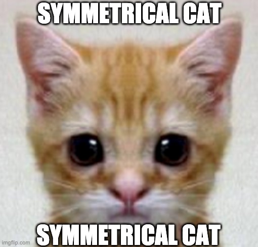 SYMMETRICAL CAT; SYMMETRICAL CAT | made w/ Imgflip meme maker