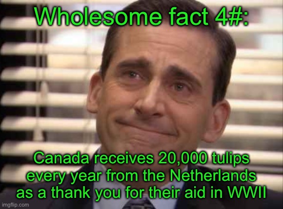 wholesome | Wholesome fact 4#:; Canada receives 20,000 tulips every year from the Netherlands as a thank you for their aid in WWII | image tagged in wholesome | made w/ Imgflip meme maker