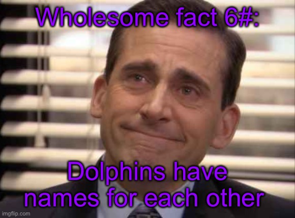 wholesome | Wholesome fact 6#:; Dolphins have names for each other | image tagged in wholesome | made w/ Imgflip meme maker