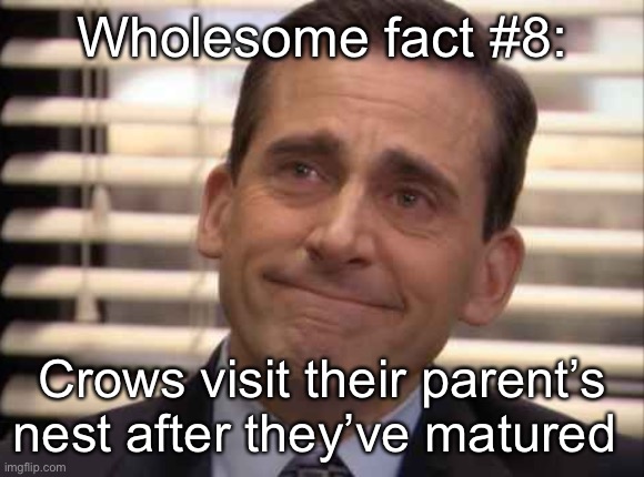 wholesome | Wholesome fact #8:; Crows visit their parent’s nest after they’ve matured | image tagged in wholesome | made w/ Imgflip meme maker