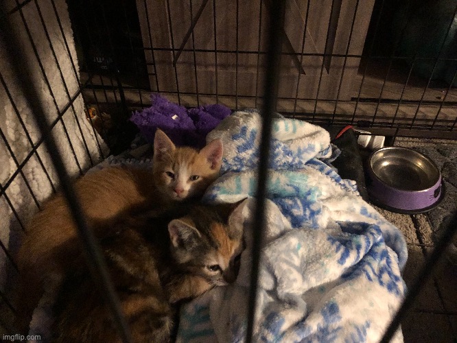 Here's a picture of my 2 new cats laying down together cuz why not? | image tagged in cats | made w/ Imgflip meme maker