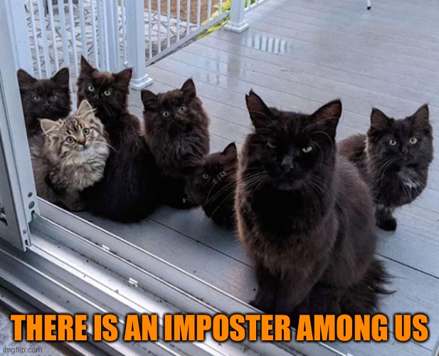 Sus | THERE IS AN IMPOSTER AMONG US | image tagged in funny memes,funny cat memes,funny,cats,funny cats | made w/ Imgflip meme maker
