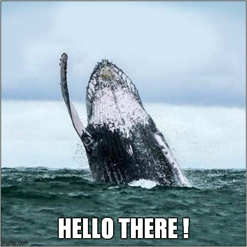 Waving Not Drowning | HELLO THERE ! | image tagged in whale,waving | made w/ Imgflip meme maker