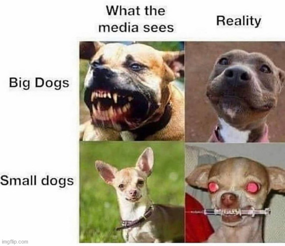 Its the truth though | image tagged in funny,dogs,reality | made w/ Imgflip meme maker