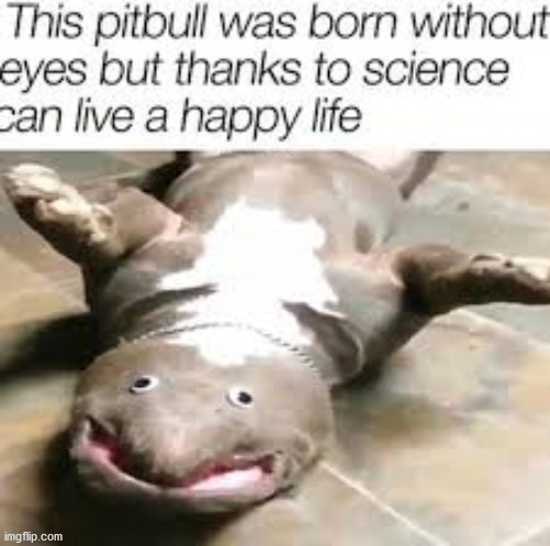 I blame bill nye for creating this | image tagged in funny memes,dogs,cute | made w/ Imgflip meme maker