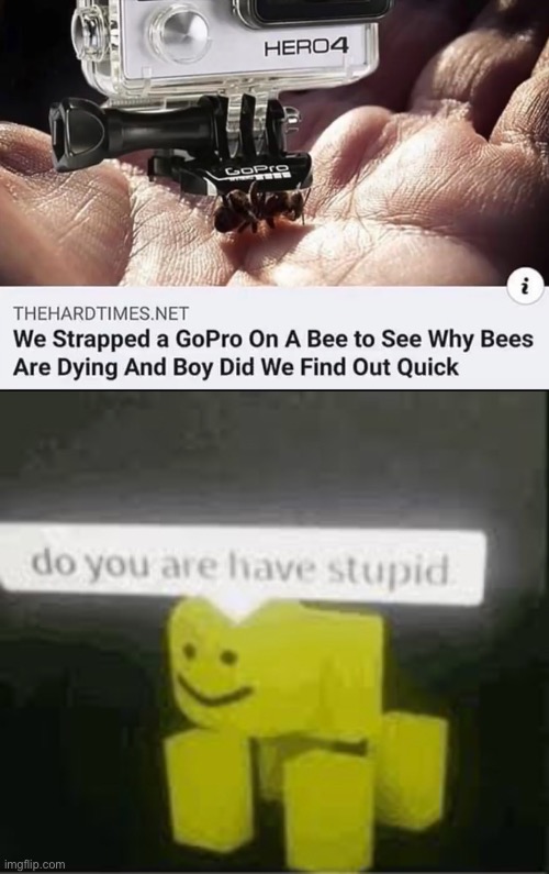 These people are dumb | image tagged in do you are have stupid,funny,bees | made w/ Imgflip meme maker