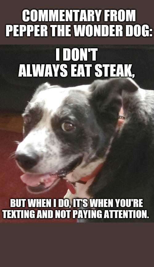 Pepper the wonder dog | COMMENTARY FROM PEPPER THE WONDER DOG:; I DON'T ALWAYS EAT STEAK, BUT WHEN I DO, IT'S WHEN YOU'RE TEXTING AND NOT PAYING ATTENTION. | image tagged in eating healthy | made w/ Imgflip meme maker
