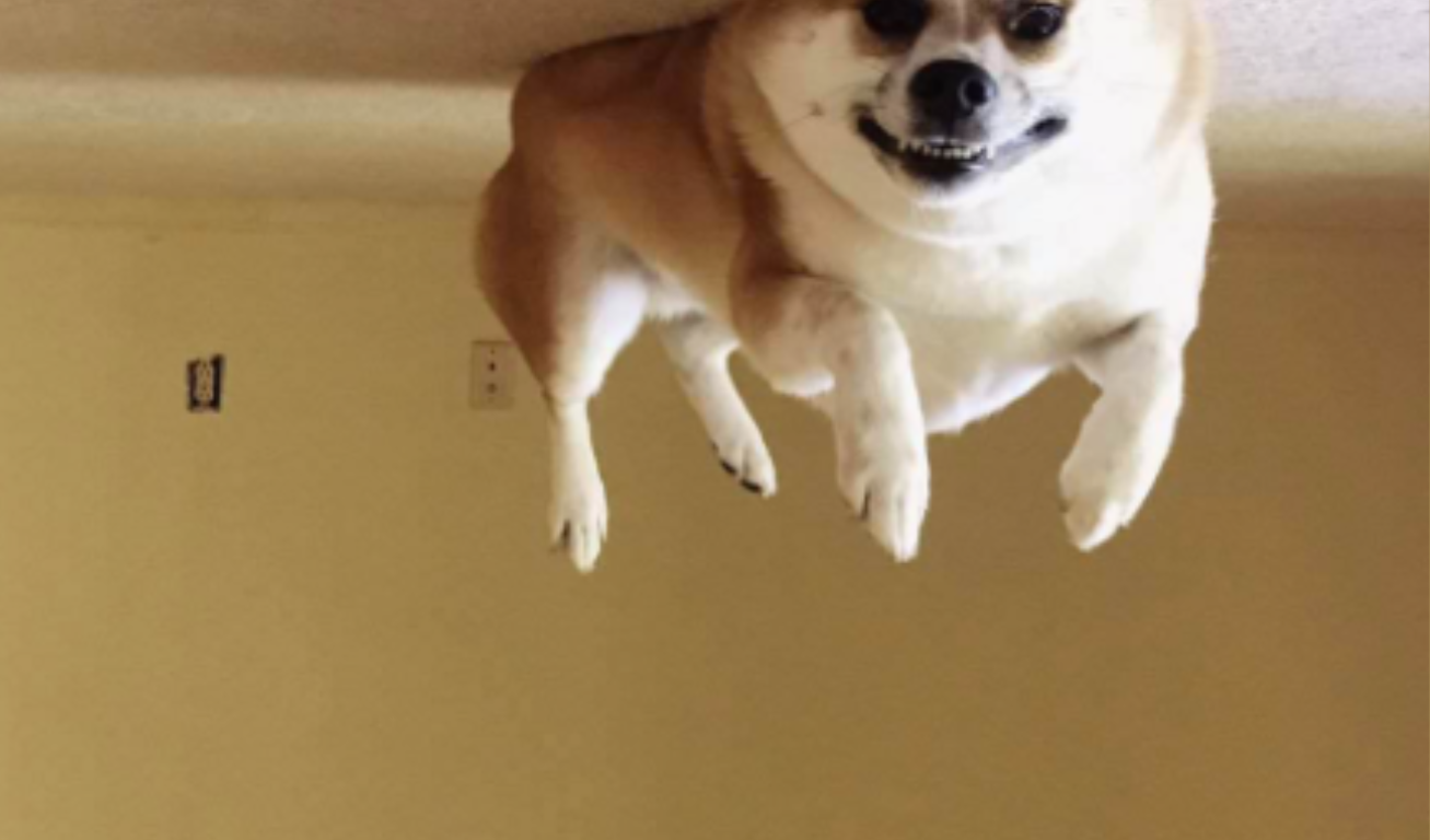 flying dog Blank Meme Template