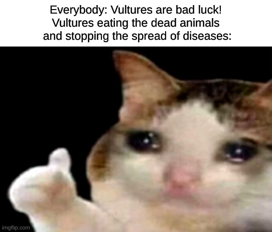 vultures are really good | Everybody: Vultures are bad luck!
Vultures eating the dead animals
 and stopping the spread of diseases: | image tagged in sad cat thumbs up | made w/ Imgflip meme maker