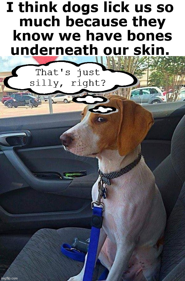 Dogs do like to lick bones before chewing on them. |  I think dogs lick us so 
much because they
 know we have bones 
underneath our skin. That's just silly, right? | image tagged in car dog,bones,chewing,licking | made w/ Imgflip meme maker