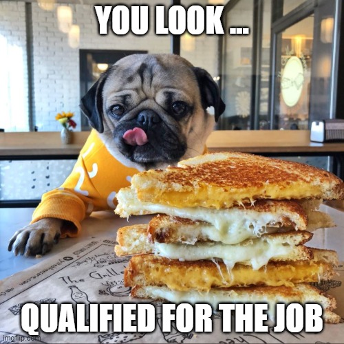 cheese, dog, puppy, cute, hungry | YOU LOOK ... QUALIFIED FOR THE JOB | image tagged in cheese loving dog | made w/ Imgflip meme maker