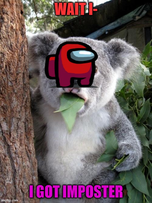 Surprised Koala Meme | WAIT I-; I GOT IMPOSTER | image tagged in memes,surprised koala | made w/ Imgflip meme maker