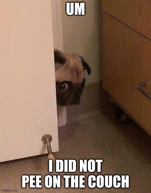 Guilty Pug | UM; I DID NOT PEE ON THE COUCH | image tagged in guilty pug | made w/ Imgflip meme maker