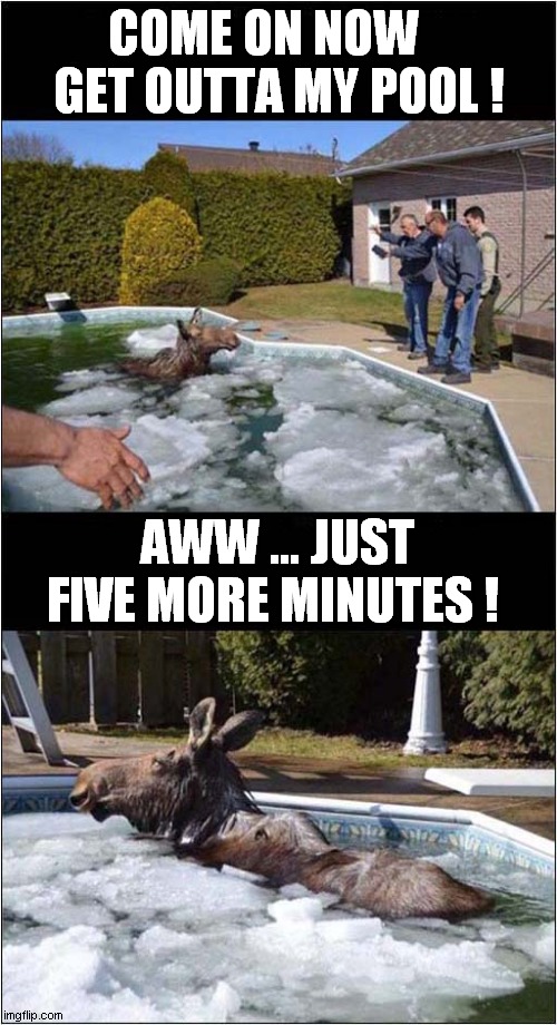 Moose Having Too Much Fun ! | COME ON NOW    GET OUTTA MY POOL ! AWW … JUST FIVE MORE MINUTES ! | image tagged in fun,moose,swimming pool | made w/ Imgflip meme maker