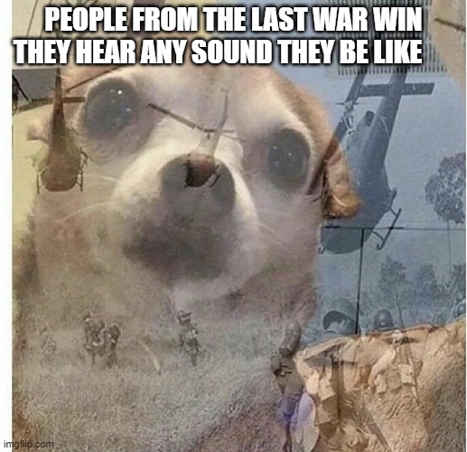 This is a war veteran | PEOPLE FROM THE LAST WAR WIN THEY HEAR ANY SOUND THEY BE LIKE | image tagged in ptsd chihuahua,war | made w/ Imgflip meme maker
