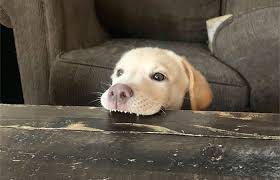 This is life for a dog now... Blank Meme Template
