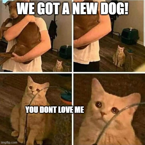 cat sad | WE GOT A NEW DOG! YOU DONT LOVE ME | image tagged in sad cat | made w/ Imgflip meme maker