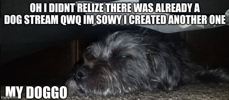my dog | OH I DIDNT RELIZE THERE WAS ALREADY A DOG STREAM QWQ IM SOWY I CREATED ANOTHER ONE; MY DOGGO | image tagged in doggo | made w/ Imgflip meme maker