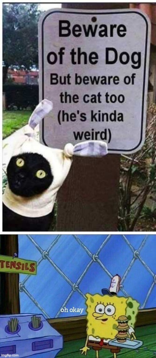 The cat is weird | image tagged in oh okay | made w/ Imgflip meme maker