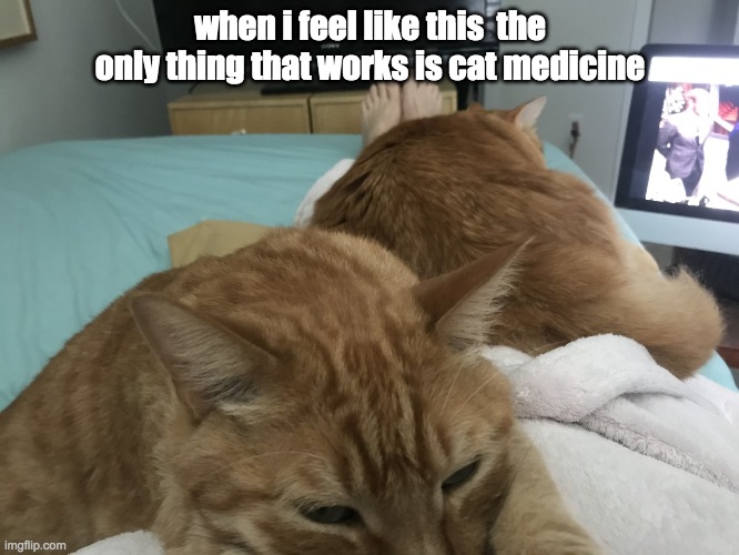 cat medicine | when i feel like this  the only thing that works is cat medicine | image tagged in cats,medicine | made w/ Imgflip meme maker