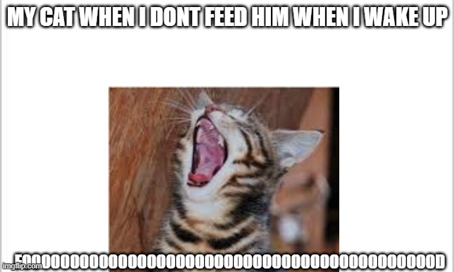 my cat | MY CAT WHEN I DONT FEED HIM WHEN I WAKE UP; FOOOOOOOOOOOOOOOOOOOOOOOOOOOOOOOOOOOOOOOOOOOD | image tagged in cats | made w/ Imgflip meme maker