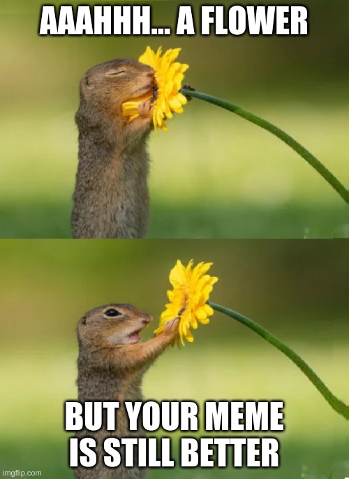 Squirrel Smelling Flower | AAAHHH... A FLOWER BUT YOUR MEME IS STILL BETTER | image tagged in squirrel smelling flower | made w/ Imgflip meme maker