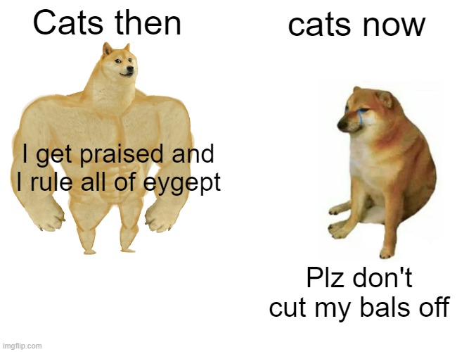 Buff Doge vs. Cheems Meme | Cats then; cats now; I get praised and I rule all of eygept; Plz don't cut my bals off | image tagged in memes,buff doge vs cheems | made w/ Imgflip meme maker