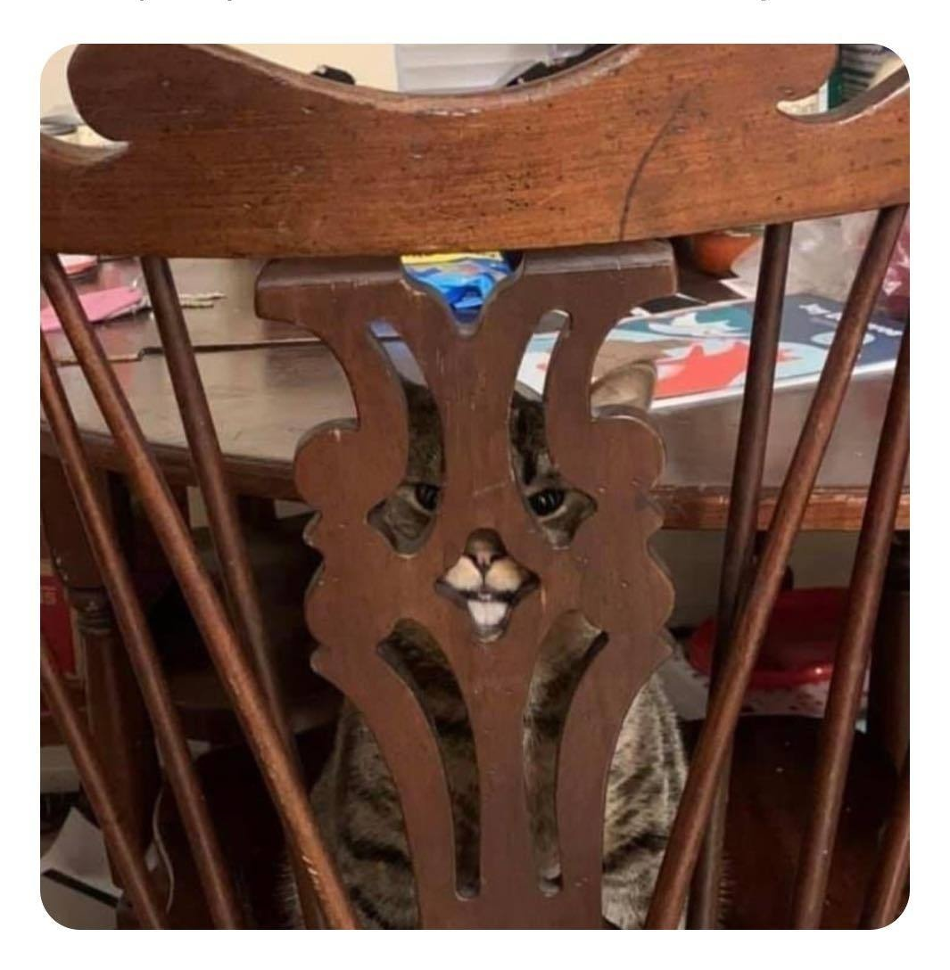 Cat behind chair Blank Meme Template