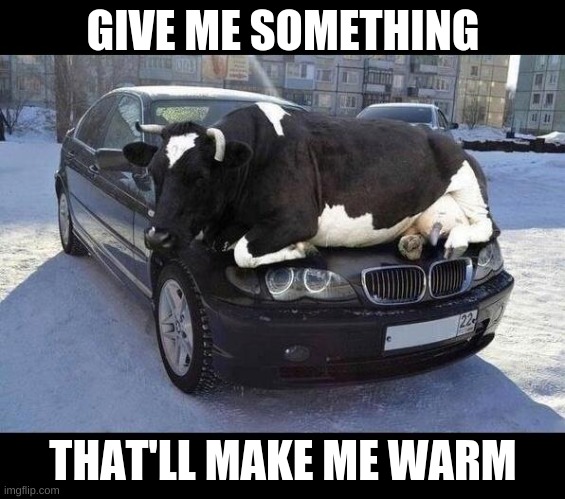 Giveth | GIVE ME SOMETHING; THAT'LL MAKE ME WARM | image tagged in warm animals | made w/ Imgflip meme maker