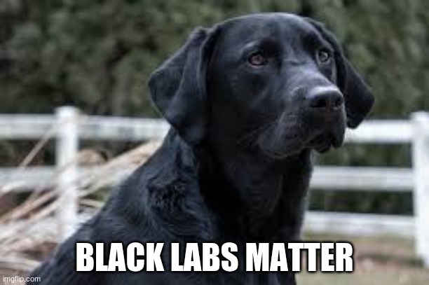 black labs matter | BLACK LABS MATTER | image tagged in black,labrador | made w/ Imgflip meme maker