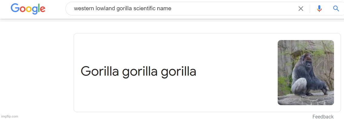 Gorilla Scientific Name | image tagged in search,it,up | made w/ Imgflip meme maker