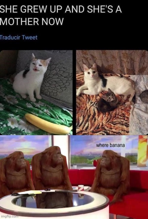 Where banana | image tagged in cat | made w/ Imgflip meme maker