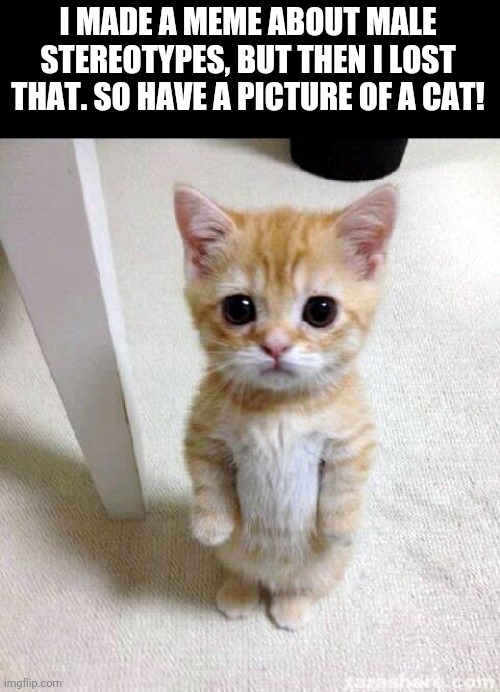 Welp, time to do what  number 3 told me Not to do, and cry | I MADE A MEME ABOUT MALE STEREOTYPES, BUT THEN I LOST THAT. SO HAVE A PICTURE OF A CAT! | image tagged in memes,cute cat | made w/ Imgflip meme maker