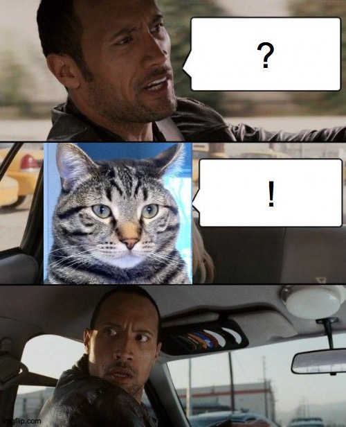 The cats  meow | ? ! | image tagged in memes,the rock driving,cat,meow,friday,fun | made w/ Imgflip meme maker