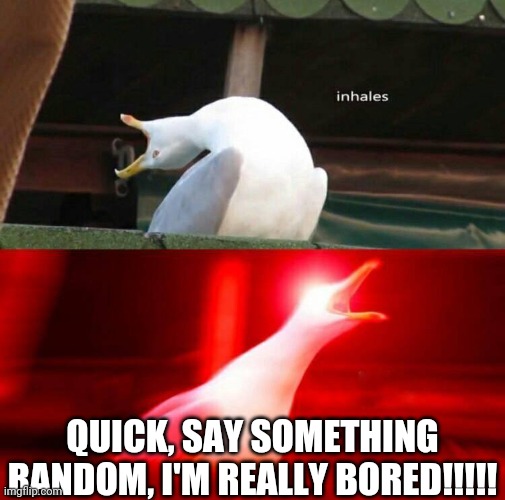 So Bored Right Now :/ | QUICK, SAY SOMETHING RANDOM, I'M REALLY BORED!!!!! | image tagged in inhaling seagull,anything random,i don't care what it is | made w/ Imgflip meme maker